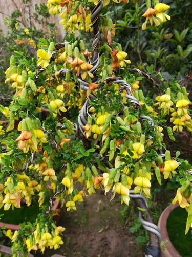 金雀梅锦鸡儿金丝雀黄金雀花苗盆栽金雀花苗黄金鸟花卉植物 4岁苗开花