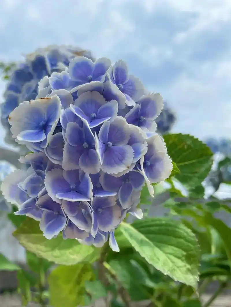 #治愈系列#蒙娜丽莎绣球花的唯美,浪漫,梦幻般的美. - 抖音