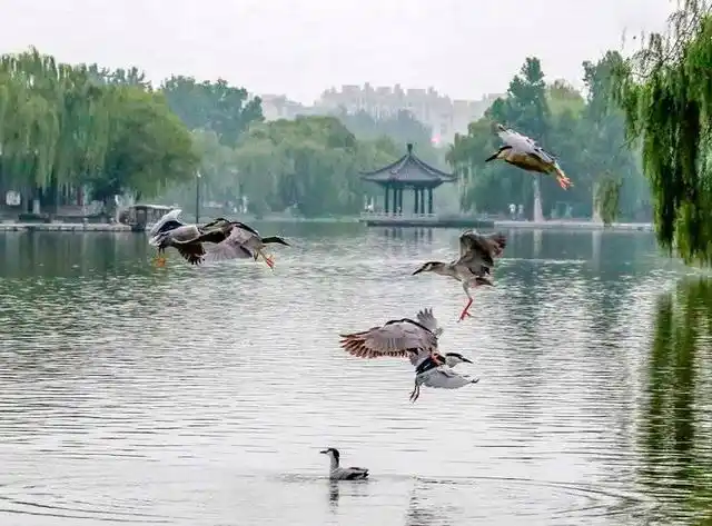 生态之美!鸟语花香