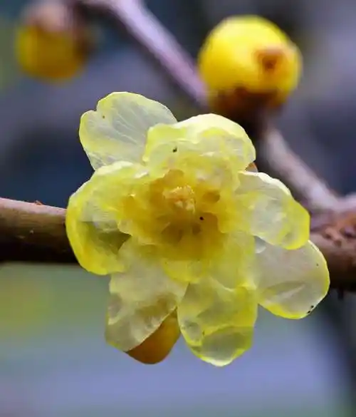 其它 梅花香自苦寒来 写美篇腊梅花 是我国特产的传统名贵观赏花木,有