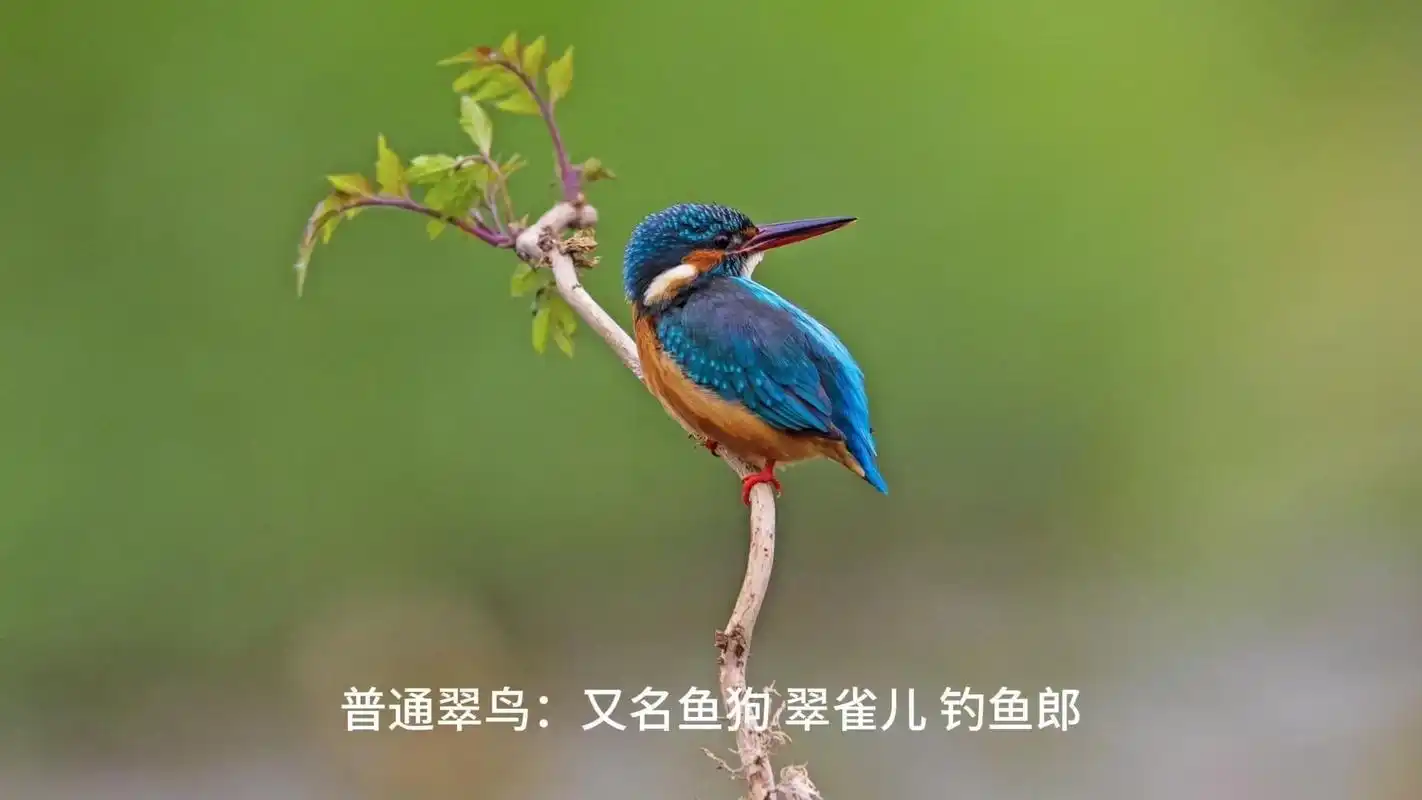 94普通翠鸟,又名鱼狗翠雀儿钓鱼狼,是翠鸟科翠鸟属的小型鸟类 - 抖