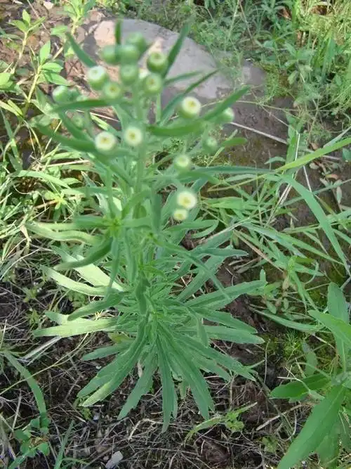 难以分辨的"小飞蓬":小飞蓬,一年蓬,苏门白酒草,香丝草
