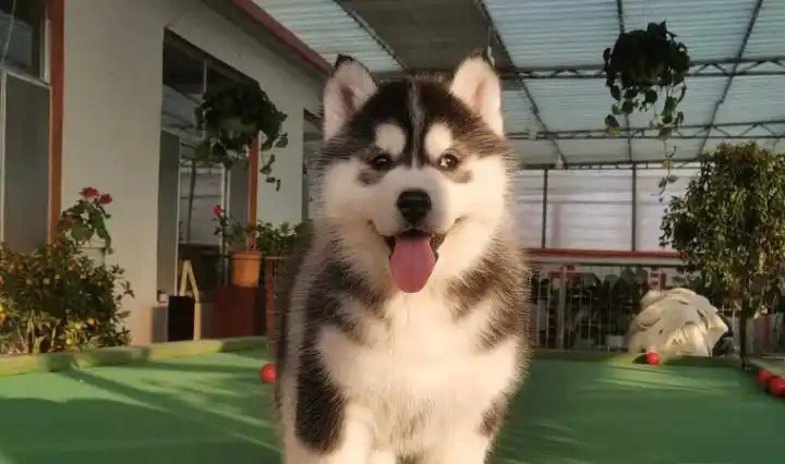 哈哈哈哈士奇  哈士奇幼犬 纯种哈 士奇小狗狗喂免疫驱虫:已接种联苗