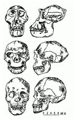 为什么人类失去全身毛发只留下头和隐私部位的一些毛发