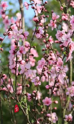 那一树美丽的桃花红