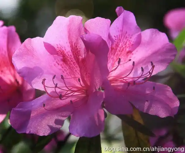 azaleas别名:映山红,山石榴,山踯躅,红踯躅,金达莱,山鹃,红杜鹃,艳山