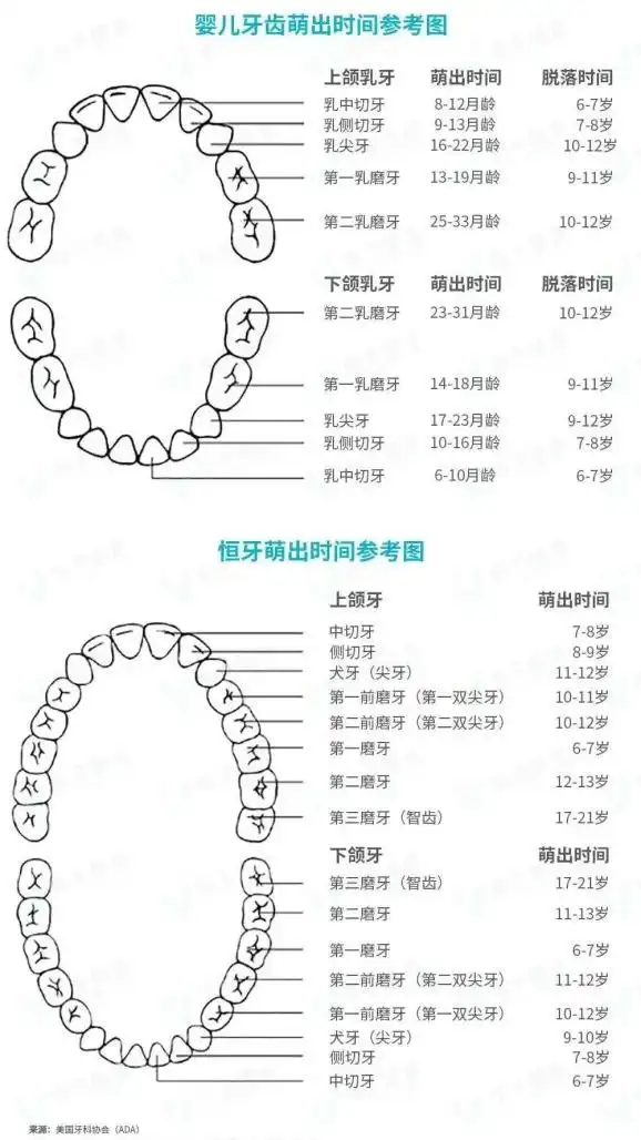 何时掉?恒牙何时长?看看这篇就知道了