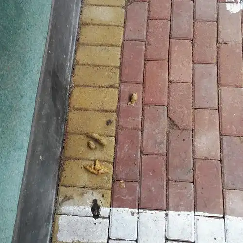 巨化望江花苑到处都是狗大便