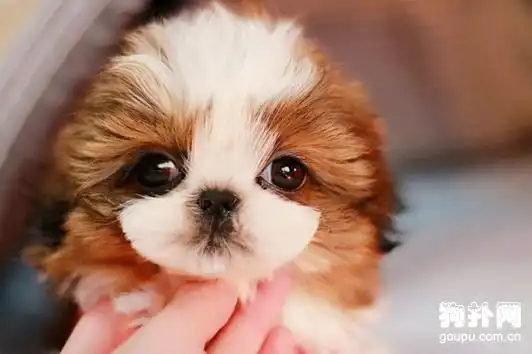 全世界最萌的西施犬