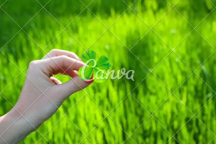 成功人体叶子手四叶草英国三叶草女人摄影四叶苜蓿图片
