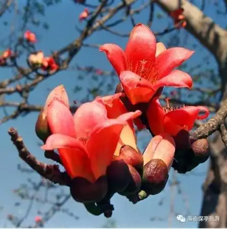 保亭,又是一年木棉红