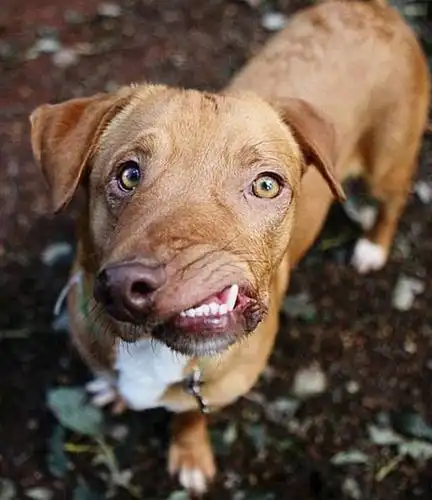 畸形狗差点被安乐死不仅重获新生还救了它的兄弟