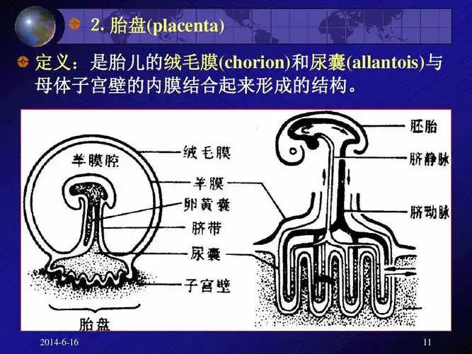 生物学 哺乳类(教案)ppt ⒉ 胎盘(placenta) 定义:是胎儿的绒毛膜