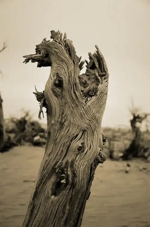 将一些千年胡杨变成了一群阅尽沧桑的雕塑,唱着一曲曲悲凉的挽歌