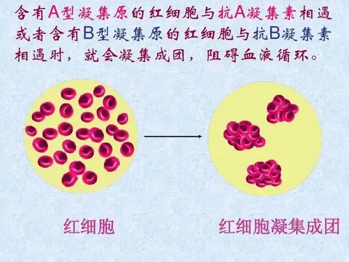血型与饮食健康,及其他血液方面的知识