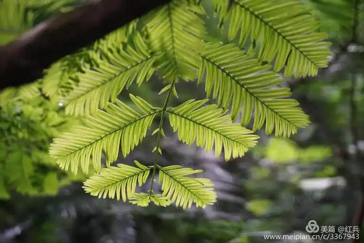 嫩绿的水杉新叶