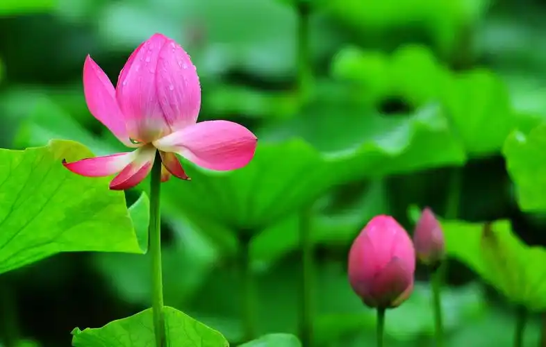 形成了晶莹剔透的水珠像纯露一样.