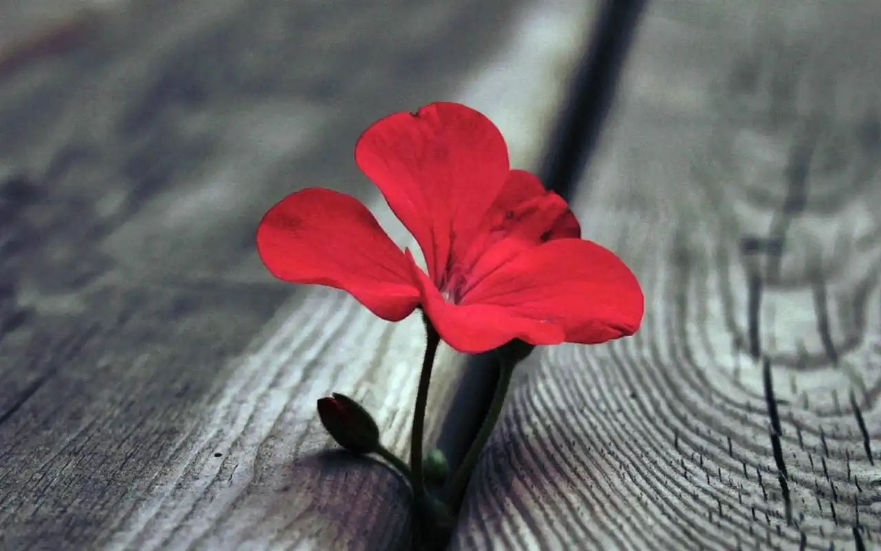 唯美伤感好看壁纸