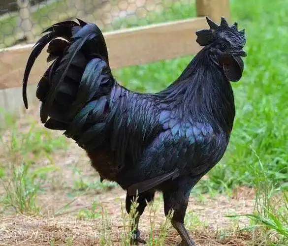 江西九江绿壳蛋鸡五黑鸡养殖技术养殖前景绿壳蛋鸡价格全国可送货