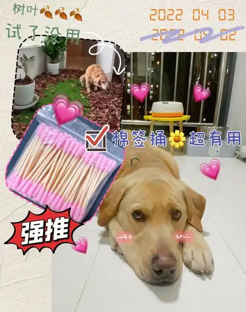 超好用的办法狗子拉不出棉签棒用起来