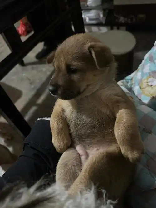 村里一个放牛的天天问我老公妈要狗狗,他说你不给就偷这话都说出来了