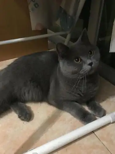 寻猫启示-两岁半英短蓝猫