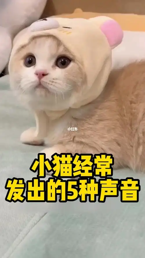 小猫经常发出的5种声音