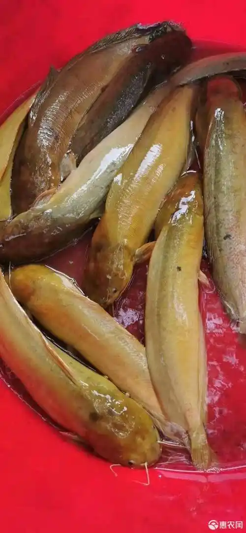 三黄塘鲺 塘角鱼