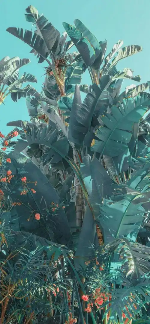 壁纸小众手机壁纸你可能没见过