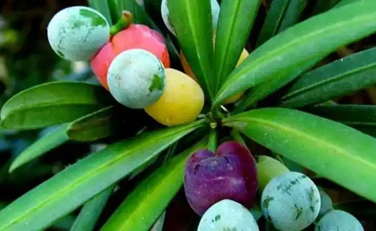松树上的奇特"七彩果"好吃又好看,过去农村娃最喜欢吃!