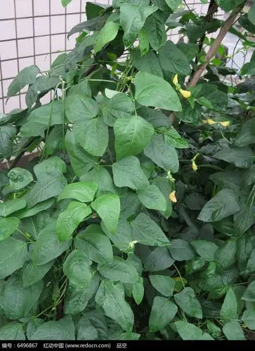 茂密的豇豆叶子