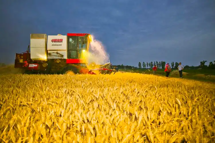 南阳黄金麦田丰收忙