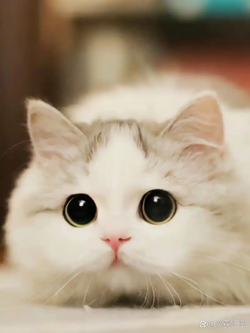 可爱猫猫在线卖萌,哎嘿,怎么会有这么可爱的小可爱呢,猫猫永远的神