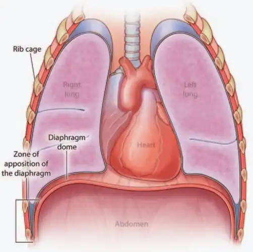 膈肌的解剖,生理及功能障碍_韧带_圆顶_胸腔