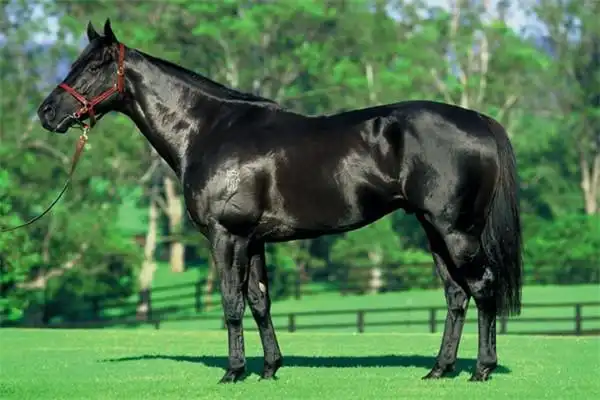 世界上跑得最快的马是什么马英国纯血马可达20米每秒