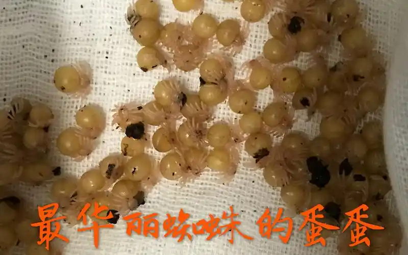 猜猜我是谁~最华丽蜘蛛的蛋蛋_哔哩哔哩_bilibili