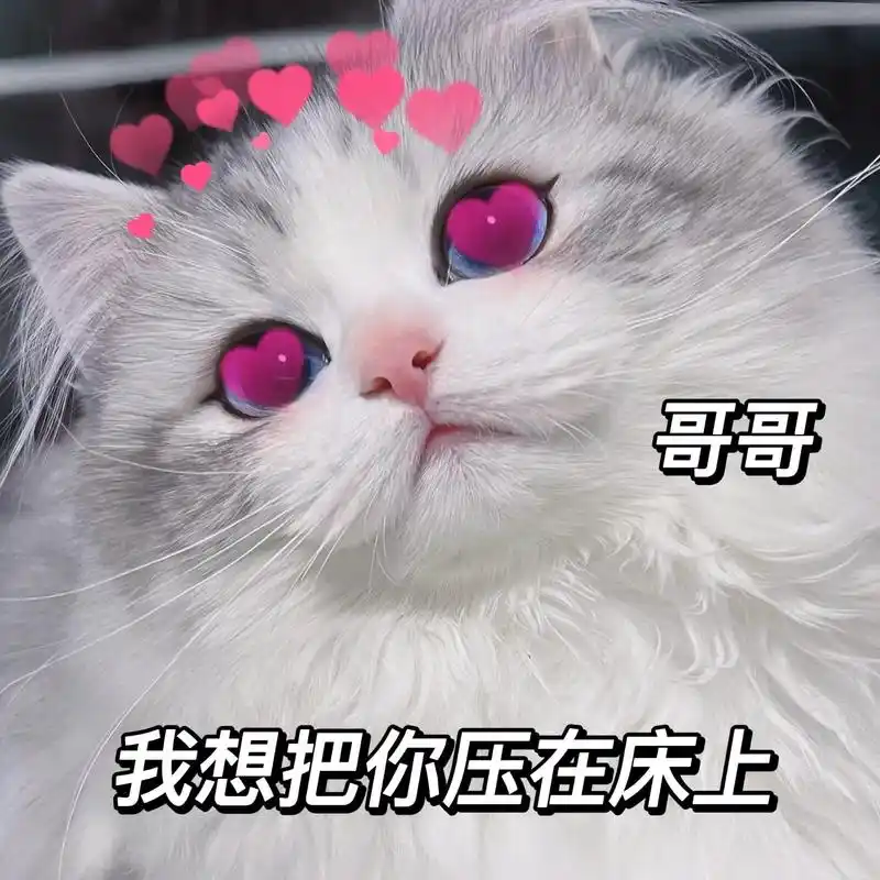 哥哥～可以嘛.#猫咪表情包 #表情包 #艾特你想艾特的人 # - 抖音