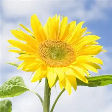 微信最吉利的好看头像向日葵 好看的微信头像向日葵图片-微信头像