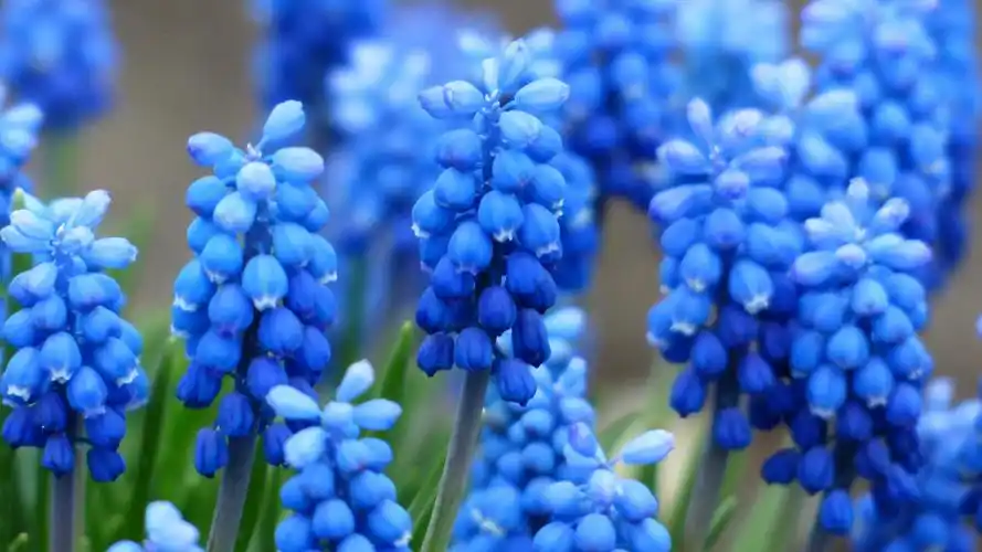 风信子是西洋的水仙花,高清图片,电脑桌面-壁纸族