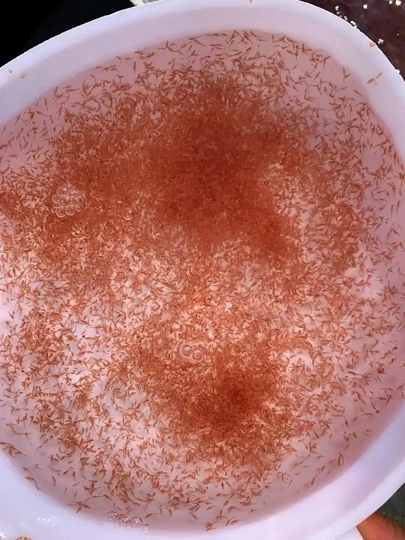 精品卤虫,丰年虫,大丰年虫,你要的我都有,价格美丽,放马过来 - 抖音