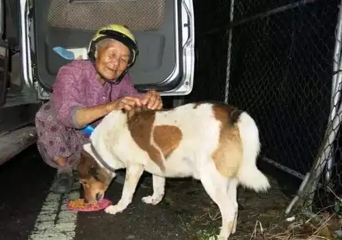 不分白昼,婆婆每天走遍大街小巷,想要给这些没有「家」的猫狗们,感受