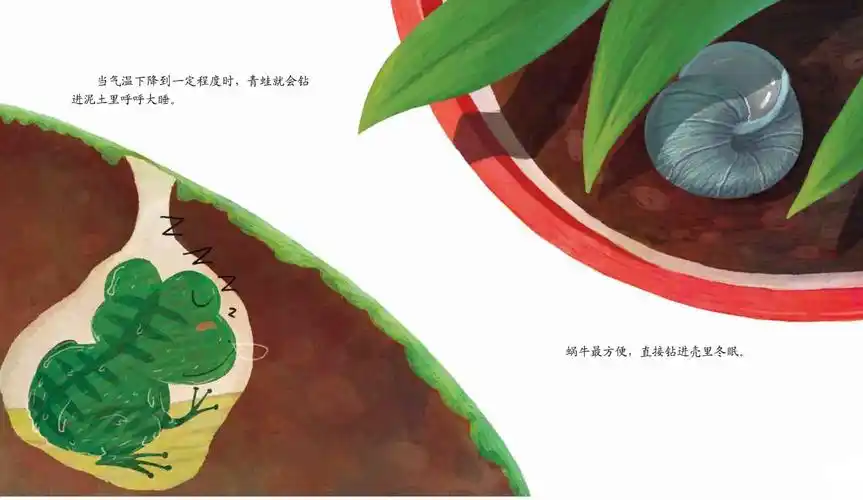 乌龟会钻进温暖的泥土中冬眠.除了熊,还有很多动物也要冬眠.