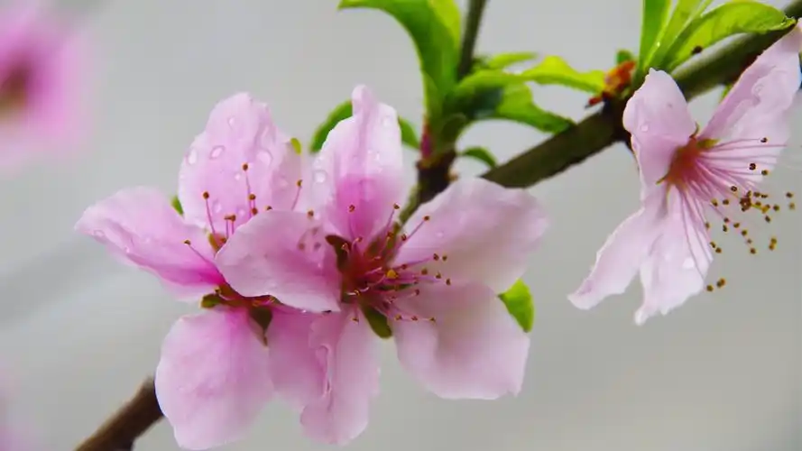 唯美粉色桃花电脑壁纸桃花唯美鲜花自然植物粉色花朵