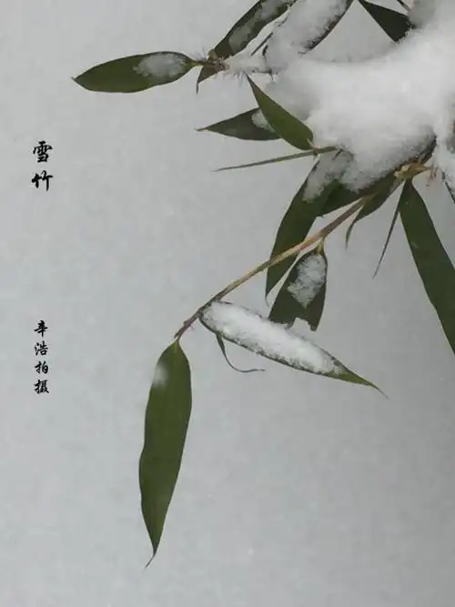 雪竹