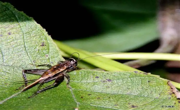 蟋蟀是益虫还是害虫