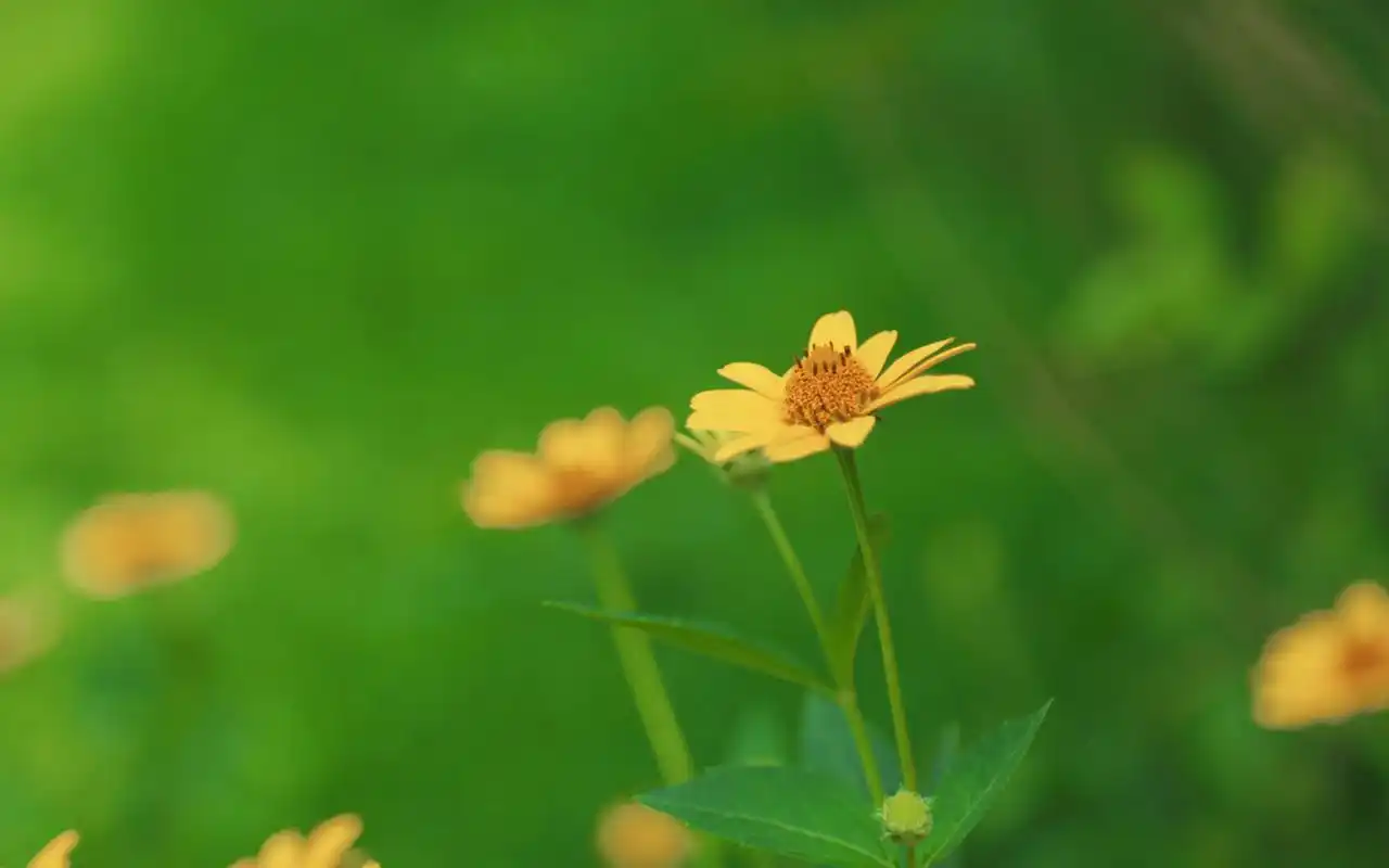 首页 桌面壁纸 植物壁纸 绿色护眼植物图片摄影图片电脑壁纸
