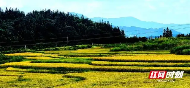 丰收的稻田成为一道靓丽的乡村田园风景线.