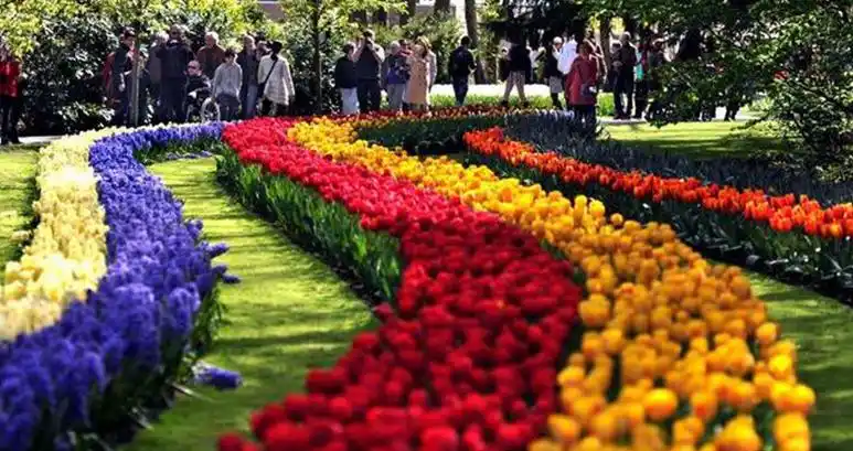 说起荷兰我们会想到风车王国,可是这里的阿尔斯梅尔也是著名的鲜花
