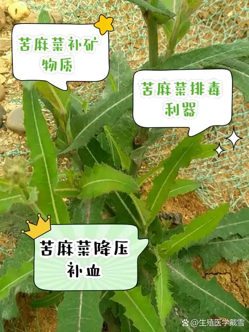 苦麻菜的作用与功效 家人们,有没有发现最近天气越来越热,身体也开始