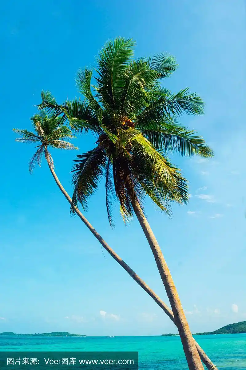 岛上海边的椰子树